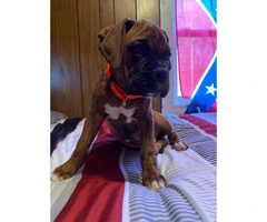 one male full blooded boxer puppy for sale - 2