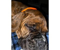 one male full blooded boxer puppy for sale - 3