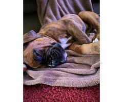 one male full blooded boxer puppy for sale - 4