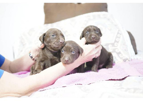 4 Black & Chocolate Labrador Retriever Puppies for Sale
