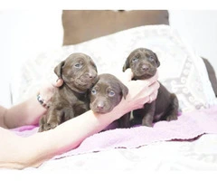 4 Black & Chocolate Labrador Retriever Puppies for Sale - 1