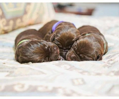 4 Black & Chocolate Labrador Retriever Puppies for Sale - 2
