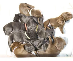 4 Black & Chocolate Labrador Retriever Puppies for Sale - 3