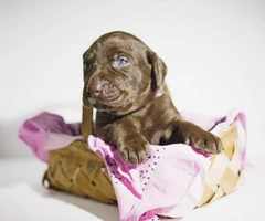 4 Black & Chocolate Labrador Retriever Puppies for Sale - 4