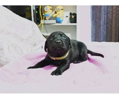 4 Black & Chocolate Labrador Retriever Puppies for Sale - 5