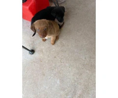 7-week-old Chihuahua puppies - 6