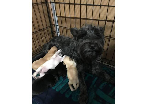 2 males Chihuahua /  Yorkshire terrier mix puppy