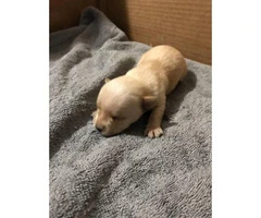 2 males Chihuahua /  Yorkshire terrier mix puppy - 3