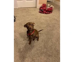 2 males Chihuahua /  Yorkshire terrier mix puppy - 7