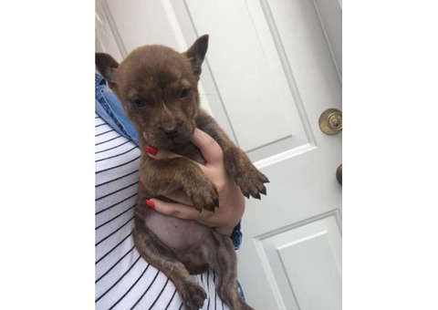 8 Weeks old boxer / labrador hybrid puppies