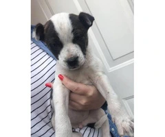 8 Weeks old boxer / labrador hybrid puppies - 2