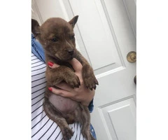 8 Weeks old boxer / labrador hybrid puppies - 3