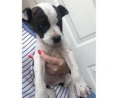 8 Weeks old boxer / labrador hybrid puppies - 4