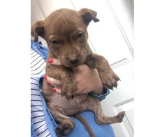 8 Weeks old boxer / labrador hybrid puppies - 5