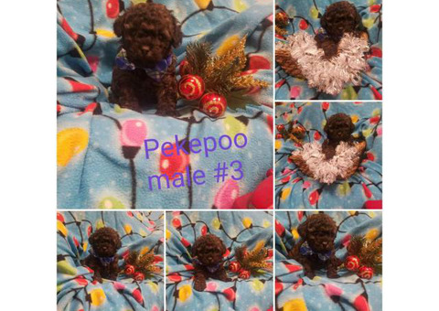 Pekingese / Poodle Peekapo Puppies