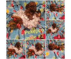 Pekingese / Poodle Peekapo Puppies - 2