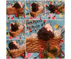 Pekingese / Poodle Peekapo Puppies - 3