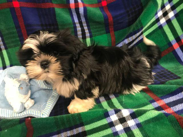 Male Shih Tzu Puppy for Adoption in Spencer, Oklahoma