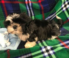 Male Shih Tzu Puppy for Adoption