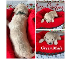 Beautiful Litter of 11 Goldendoodle mix Puppies