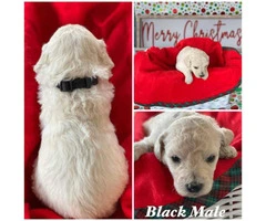 Beautiful Litter of 11 Goldendoodle mix Puppies - 2
