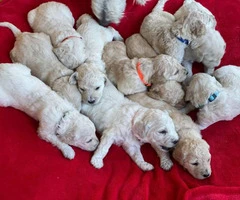 Beautiful Litter of 11 Goldendoodle mix Puppies - 3