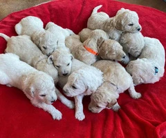 Beautiful Litter of 11 Goldendoodle mix Puppies - 4