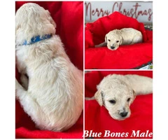 Beautiful Litter of 11 Goldendoodle mix Puppies - 5