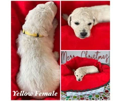 Beautiful Litter of 11 Goldendoodle mix Puppies - 6