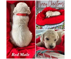 Beautiful Litter of 11 Goldendoodle mix Puppies - 7