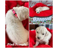 Beautiful Litter of 11 Goldendoodle mix Puppies - 8