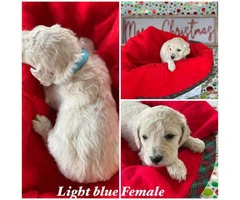 Beautiful Litter of 11 Goldendoodle mix Puppies - 9