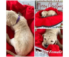 Beautiful Litter of 11 Goldendoodle mix Puppies - 10