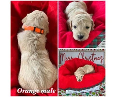 Beautiful Litter of 11 Goldendoodle mix Puppies - 11