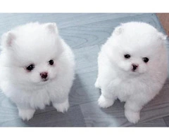 Male and Female Pomeranian Puppies (281) 972-0178