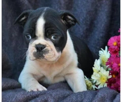 fd Boston Terrier puppies for sale