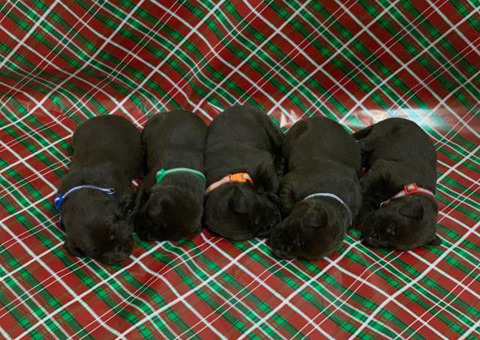 Champion bloodlines litter of 10 chocolate lab puppies