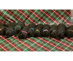 Champion bloodlines litter of 10 chocolate lab puppies - 2