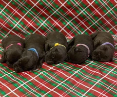 Champion bloodlines litter of 10 chocolate lab puppies - 3
