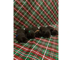 Champion bloodlines litter of 10 chocolate lab puppies - 4