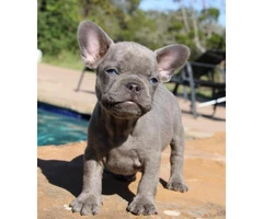 French Bulldog Puppies Available - 1