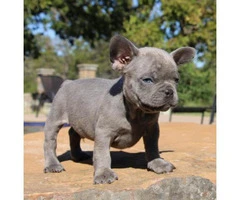 French Bulldog Puppies Available - 2