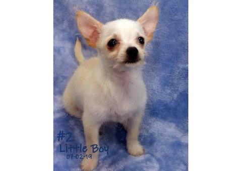 3 Male Chorkie Puppies Available