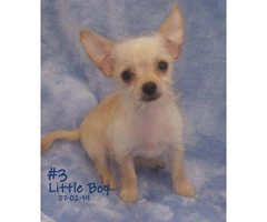 3 Male Chorkie Puppies Available - 2