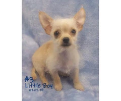 3 Male Chorkie Puppies Available - 3