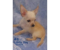 3 Male Chorkie Puppies Available - 4