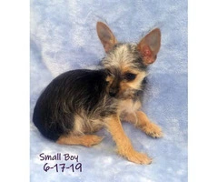 3 Male Chorkie Puppies Available - 5