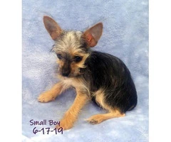 3 Male Chorkie Puppies Available - 6