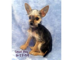 3 Male Chorkie Puppies Available - 7