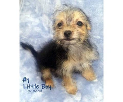 3 Male Chorkie Puppies Available - 8